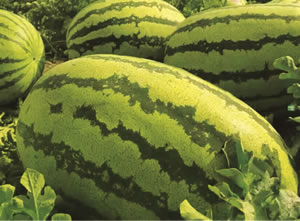 ���н�ɰ��